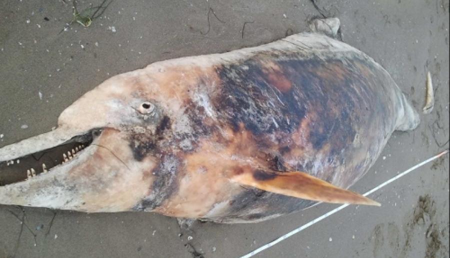 il delfino cadavere rinvenuto dalla polizia provinciale nell'arenile di Vallevecchia il delfino cadavere rinvenuto dalla polizia provinciale nell'arenile di Vallevecchia
