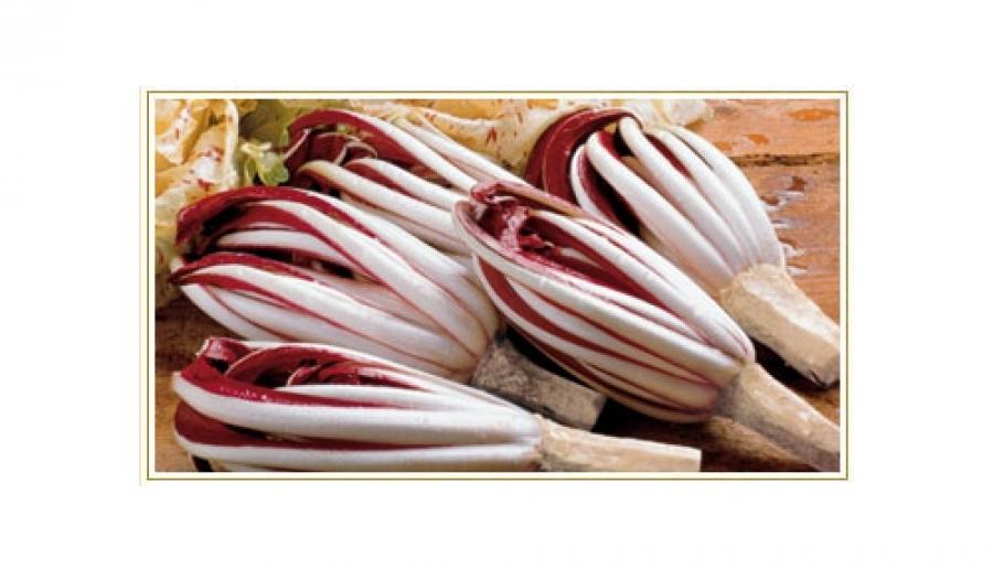 radicchio tardivo di Treviso radicchio tardivo di Treviso