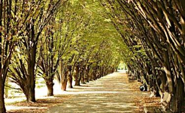 Progetti di riforestazione urbana