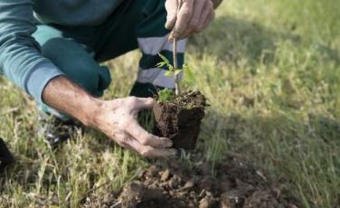 forestazione