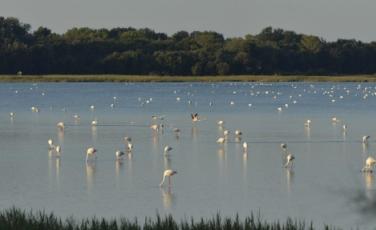 Fenicotteri a Val Grande Bibione, un ambiente da preservare (foto: Mario Fletzer)