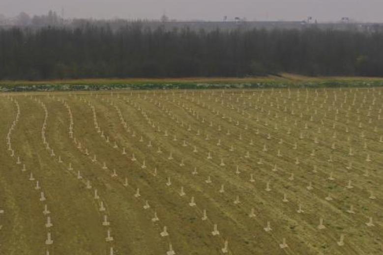 Pubblicazione manifestazione di interesse per forestazione